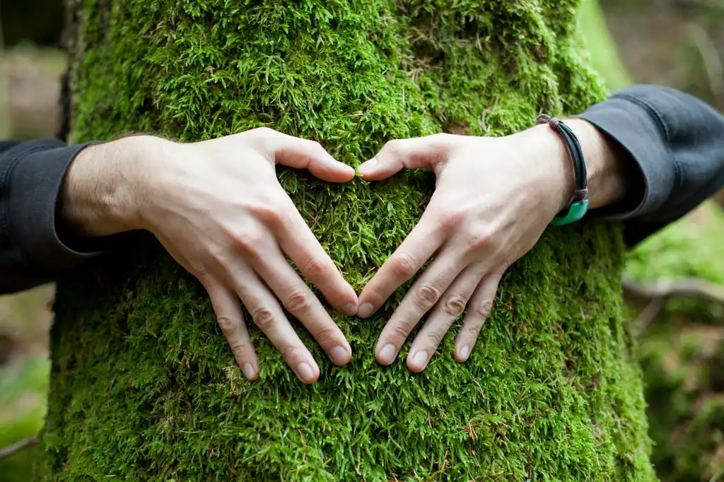 Reforest the Amazon